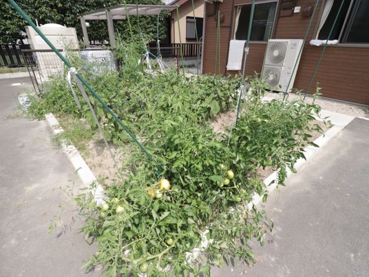 緑豊かな中庭のトマト