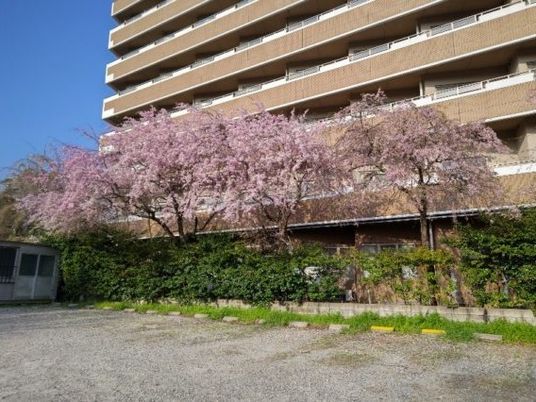 桜と建物の外観  