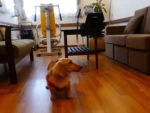犬がいるリビング  
