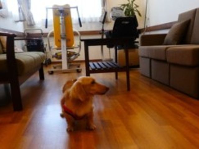 犬がいるリビング リビング   明るいリビングにソファと運動器具が配置されています。犬が床に座っており、くつろぎやすい雰囲気です。