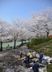 桜並木と人々の風景