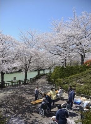 桜並木と人々の風景