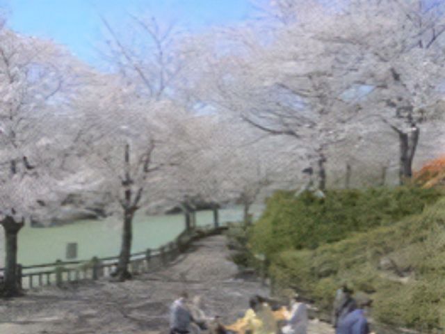 桜並木と利用者の中庭 花見 中庭では桜の木の下で利用者が心地よい時間を過ごしており、四季折々の自然を身近に感じることができます。車椅子の方も含め、皆さまで外気を満喫されています。