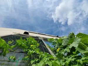 外壁を覆う緑のつると空  