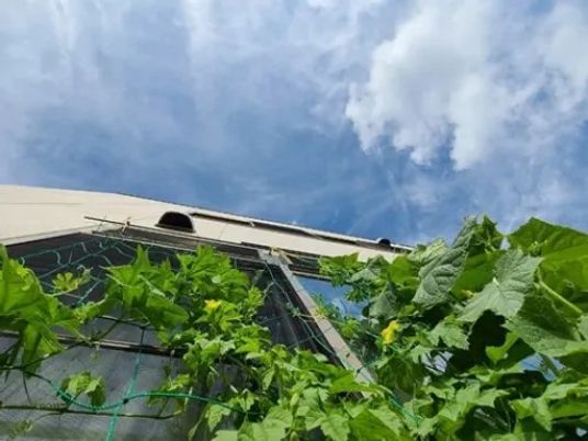 外壁を覆う緑のつると空  