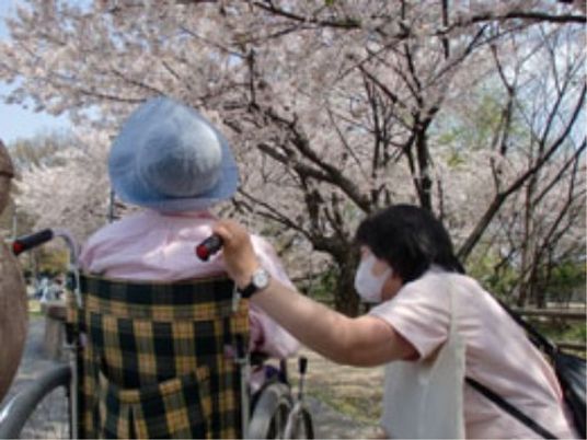 桜と車椅子の利用者