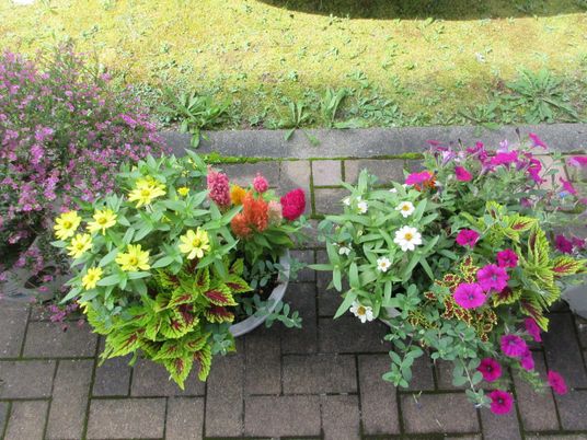 彩り豊かな花壇