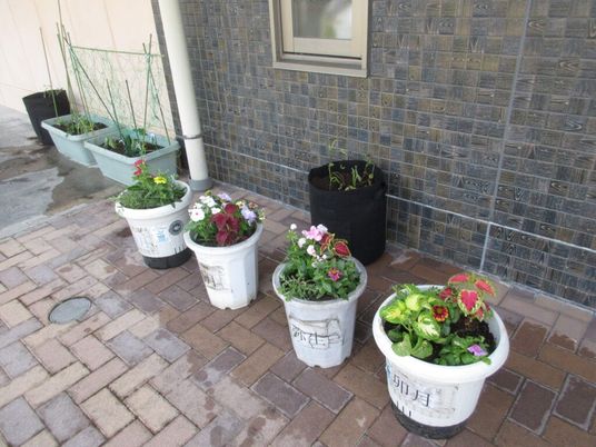 鉢植えが並ぶ外廊下  