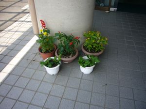 鉢植えのある玄関前  