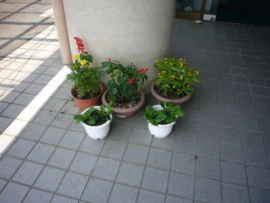 鉢植えのある玄関前  