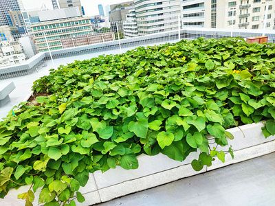 緑豊かな屋上庭園