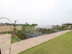 緑豊かな庭の風景