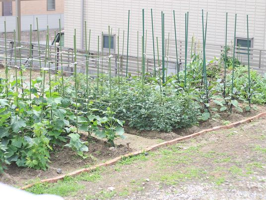 野菜が育つ中庭