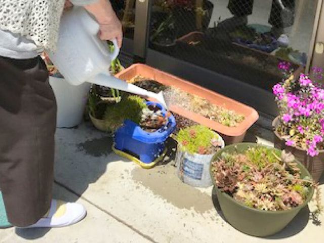 お世話をする方の手元 中庭 手入れが行き届いた植物に水をやる、落ち着きある環境です。公平な温もりと安らぎをご提供します。
