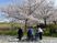 満開の桜の木と人々