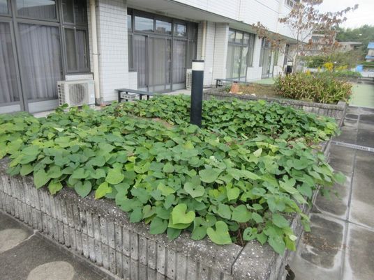 緑の植え込みがある庭  