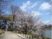 中庭の桜と歩道