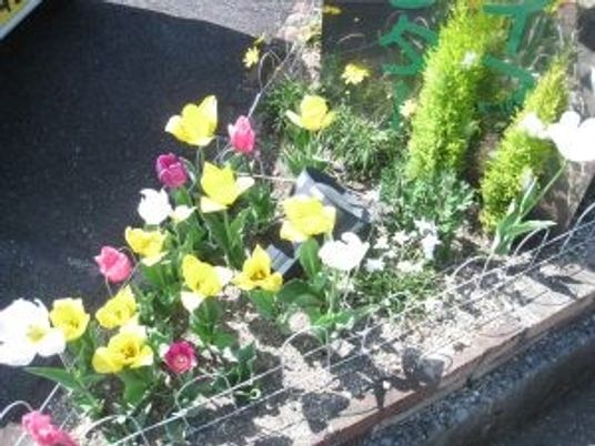 花壇のある庭  