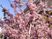 満開の桜と建物の外観  