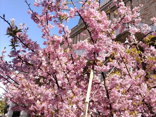 満開の桜と建物の外観  