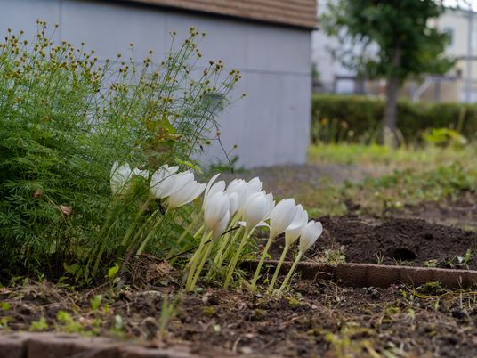 白い花が咲く庭
