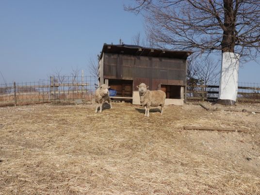 羊がいる農場の風景