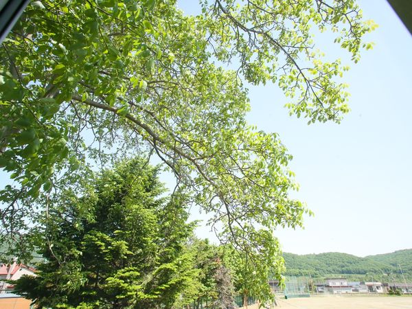 緑豊かな中庭の景色