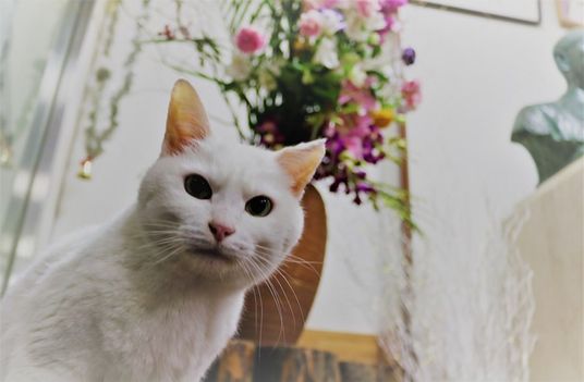 猫と花の飾り
