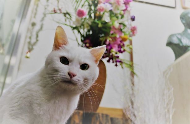 猫と花の飾り
