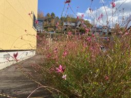 明るい中庭の風景