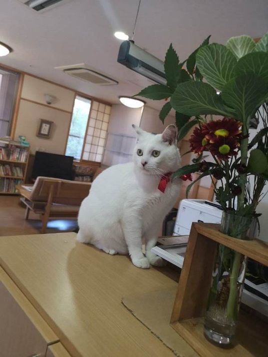 白い猫と本棚がある空間