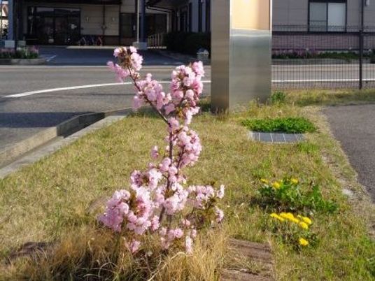 庭の桜と外構  