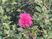 ピンクの花が咲く庭