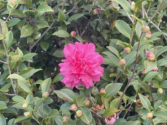 ピンクの花が咲く庭
