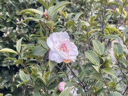 白い花が咲く庭