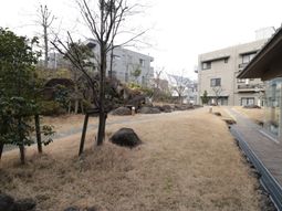 中庭の落ち着いた風景