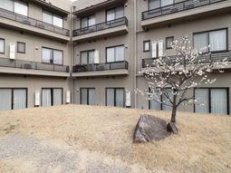 中庭に咲く一本の木