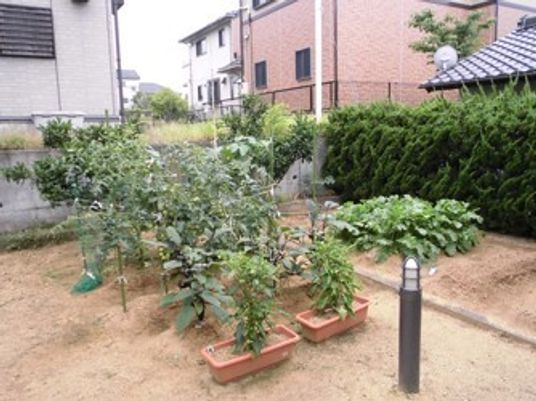 緑豊かな中庭風景