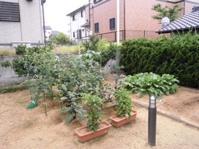 緑豊かな中庭風景 家庭菜園 ゆとりある中庭には植物が生い茂り、自然の中でのひとときをお過ごしいただけます。手入れが行き届いた環境で、日々の散策が楽しめます。