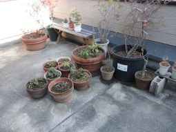 植物のある明るい庭