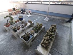 盆栽が並ぶ屋上