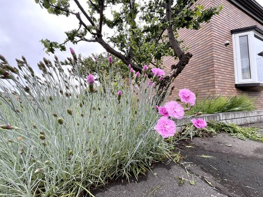 花の咲く庭