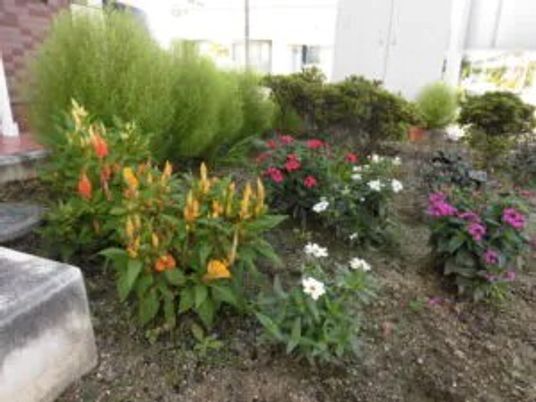 花が咲く中庭  