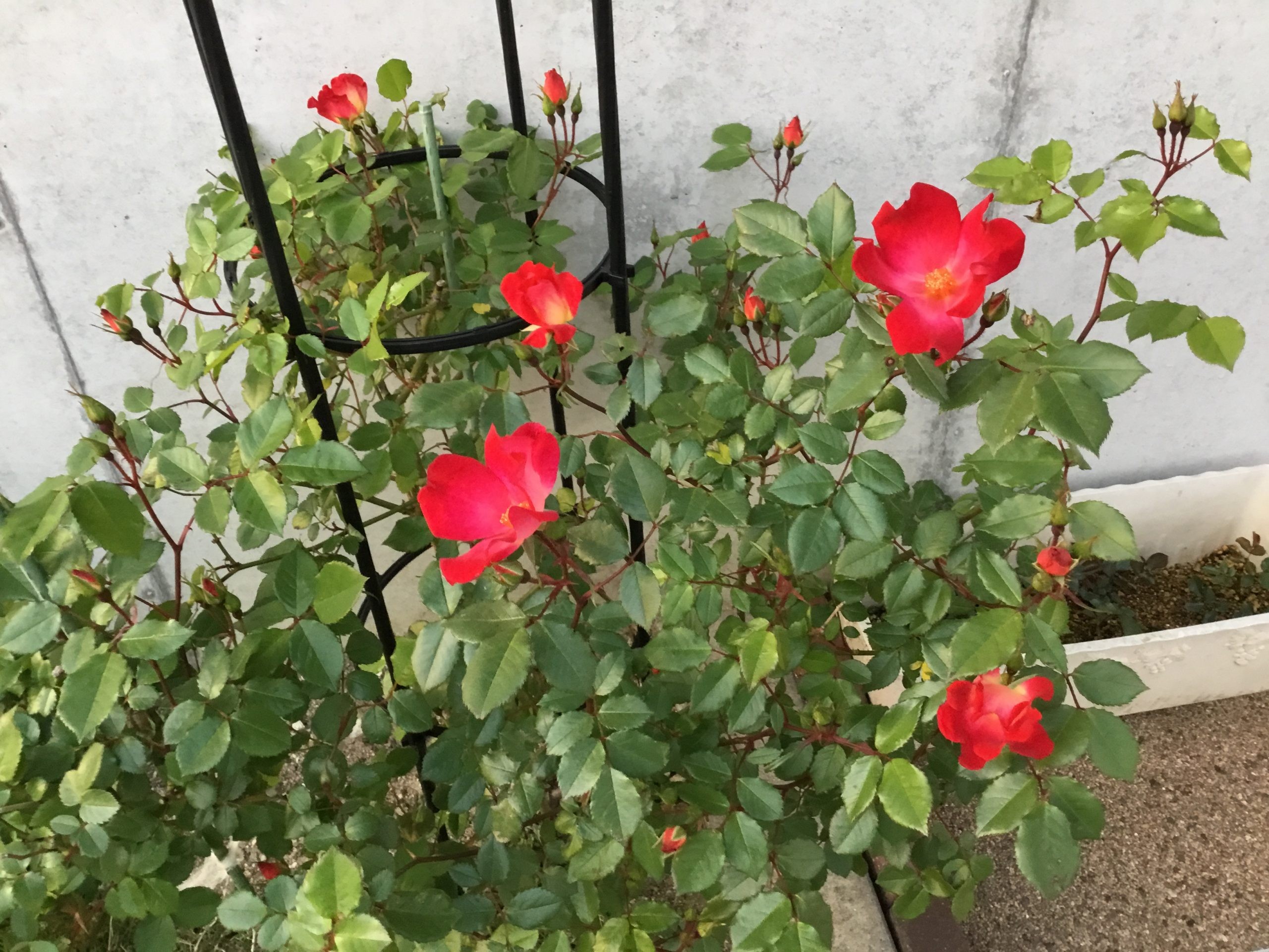 CASA ヘルパーステーションの外観