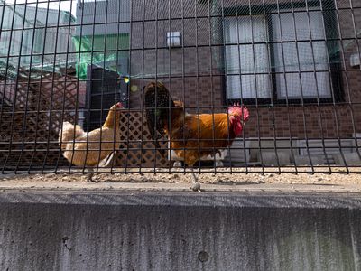 中庭の鶏