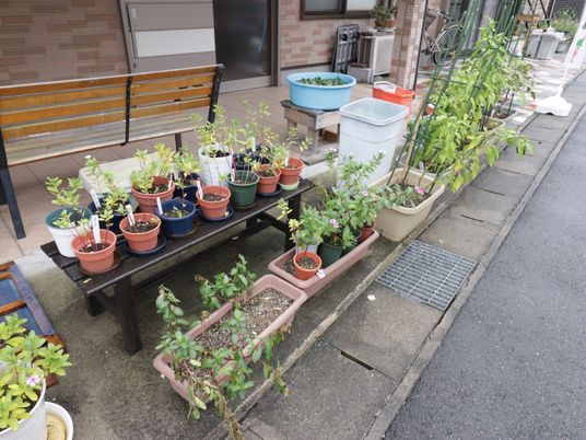 植物で彩られた中庭