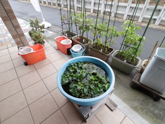 植物と水鉢のある中庭