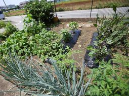 緑豊かな庭の風景