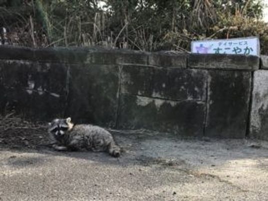 中庭のたぬき