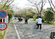 桜並木の散歩道